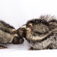 A pair of African crested rats.